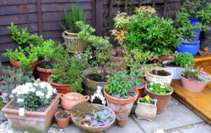 Container Garden